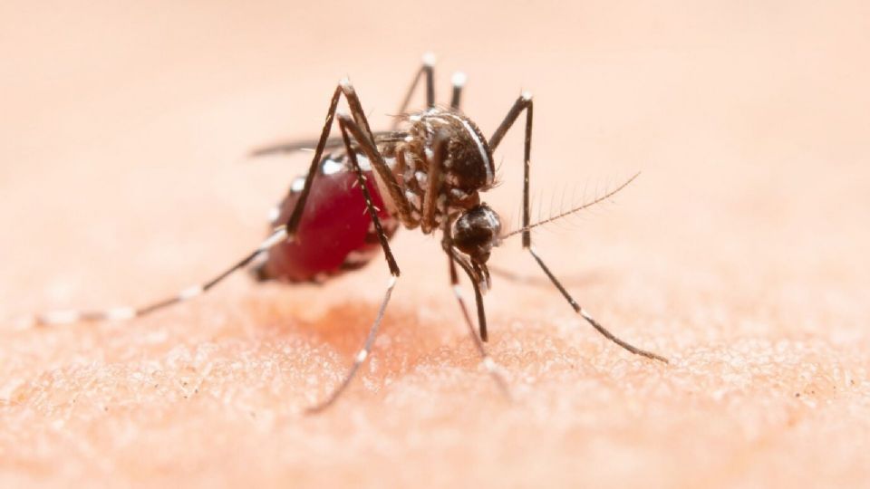 Entérate cómo evitar la picadura del mosquito Aedes aegypti, transmisor de dengue y otras enfermedades.