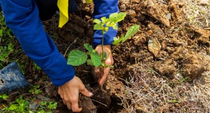 Promete Estado plantar 160 mil árboles en Santiago