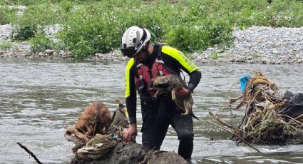 Rescatan a dos perros en río de Juárez