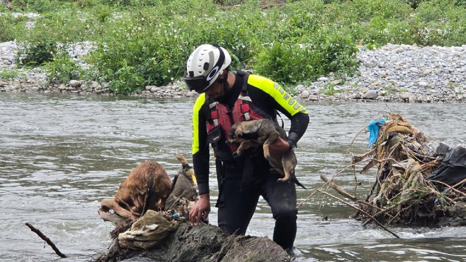 Rescate de dos perros atrapados en una isla del río El Sabinal, en Juárez.