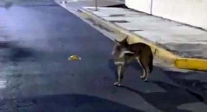 Avistan coyotes en calles de San Pedro y sorprenden a automovilistas | Video