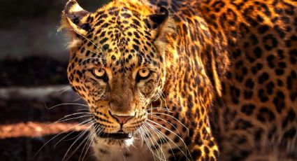 Ganadero mata a jaguar, Profepa presentará denuncia