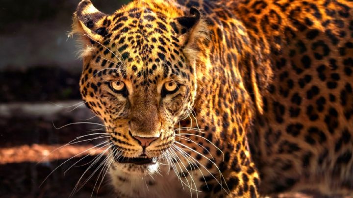 Ganadero mata a jaguar, Profepa presentará denuncia