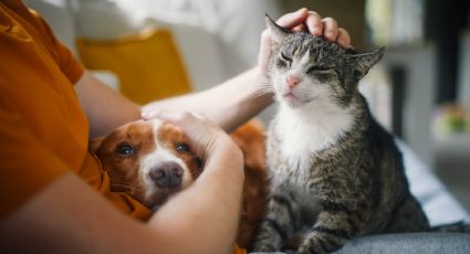 Perros y gatos: la importancia de ser responsables según expertos veterinarios