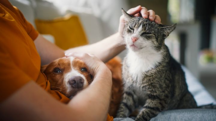 Perros y gatos: la importancia de ser responsables según expertos veterinarios