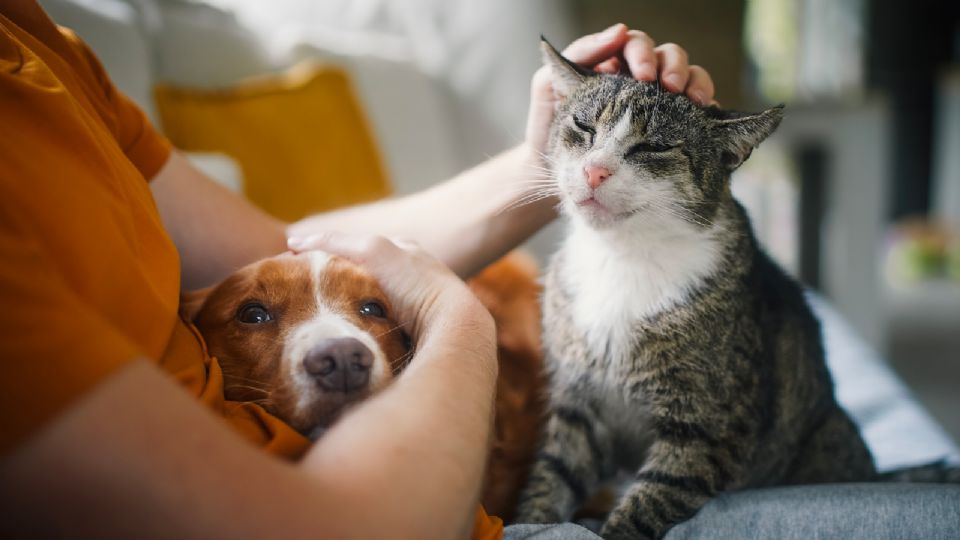 Los perros y gatos sí pueden convivir.