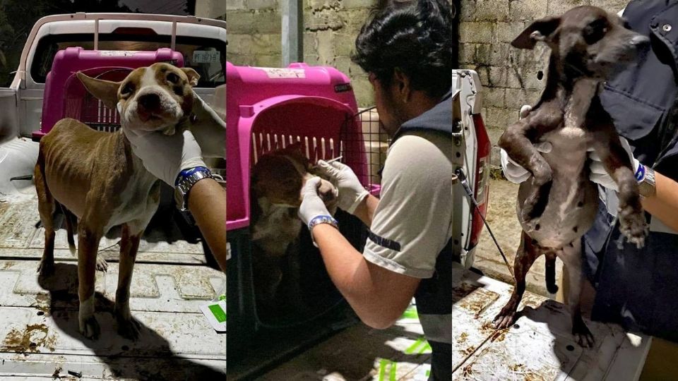 Los perros rescatados en Guadalupe fueron trasladados a una veterinaria para recibir atención médica y cuidados tras ser asegurados por la Procuraduría Estatal de Medio Ambiente.