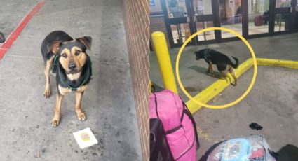 Denuncian que regio abandona a su perro en central de autobuses de Laredo, Texas