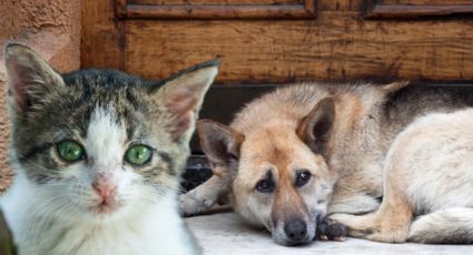 5 Consejos para ayudar a perritos y gatitos de la calle ante las bajas temperaturas en NL