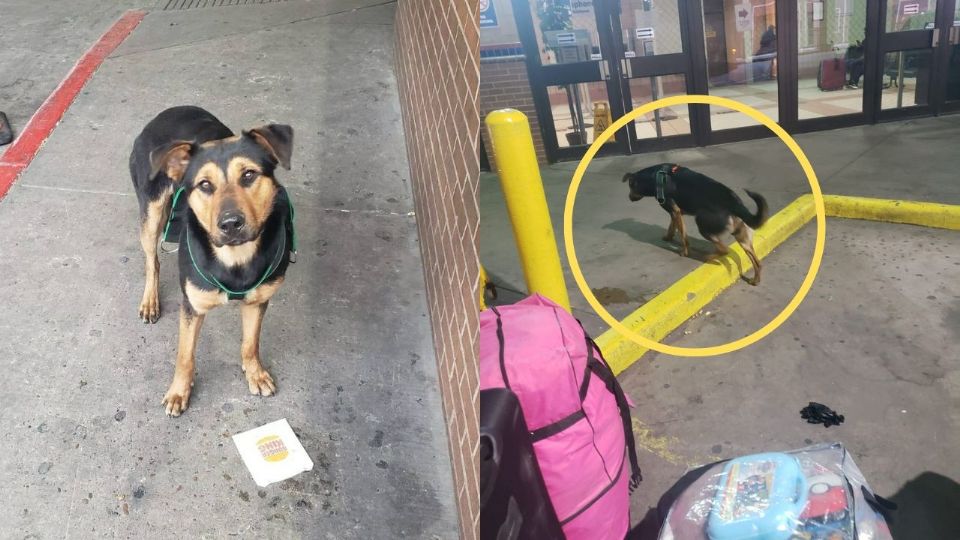 El perro abandonado en la central de autobuses de Laredo espera sin rumbo a su dueño que no regresará.