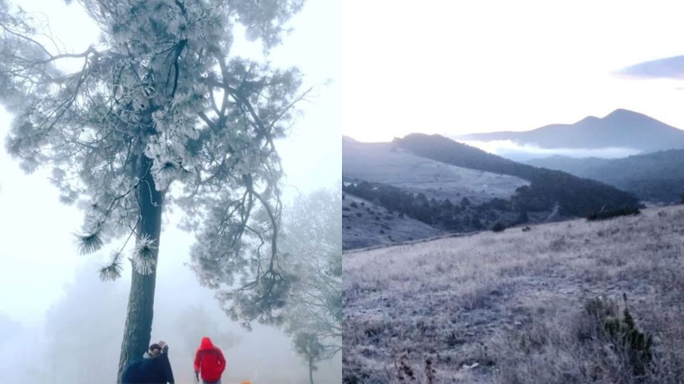 Vegetación cubierta de hielo en Santiago y Galeana, NL.