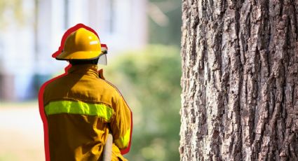 Bomberos salvan a un hombre que subió a un árbol frente a la cancillería