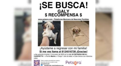 Buscan a perrito perdido tras la muerte de su dueña en choque ferroviario en Cadereyta