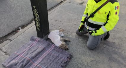 Protección Civil rescata a perrito en situación de calle ante onda gélida en NL