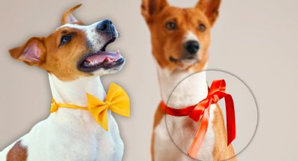 Código Universal de Colores para Mascotas: ¿Para qué sirve y cuál le toca a tu perrito?