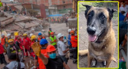 Rex: quién era el perrito rescatista del terremoto del 19-S que murió tras sufrir una enfermedad