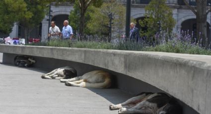 Congreso pide al gobierno mayores acciones para atender abandono de animales de compañía