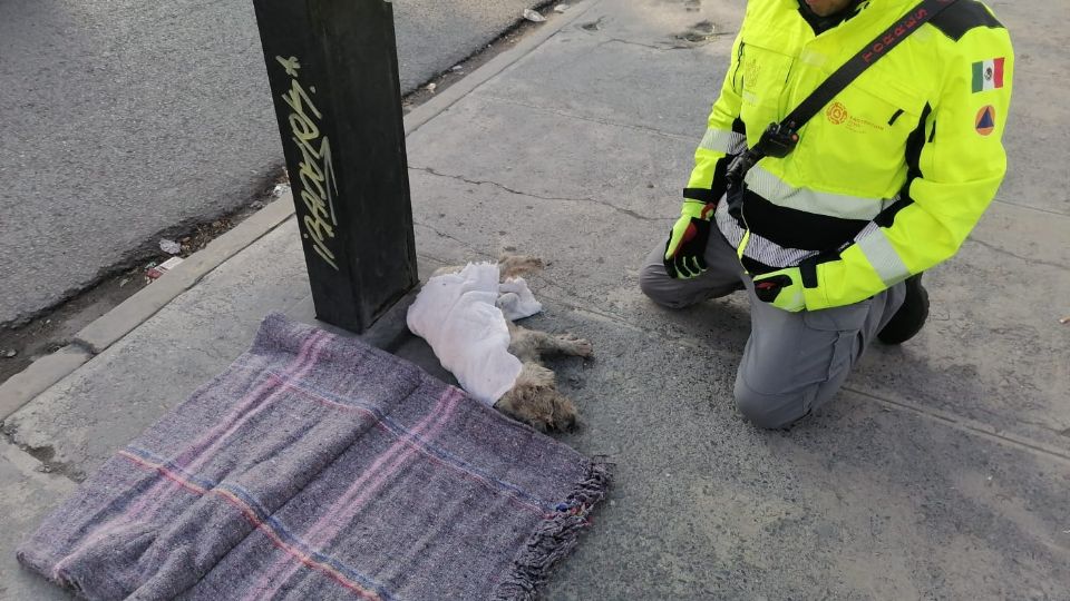 El pequeño can se encontraba sobre la banqueta, en el cruce de Colón y Bernardo Reyes.