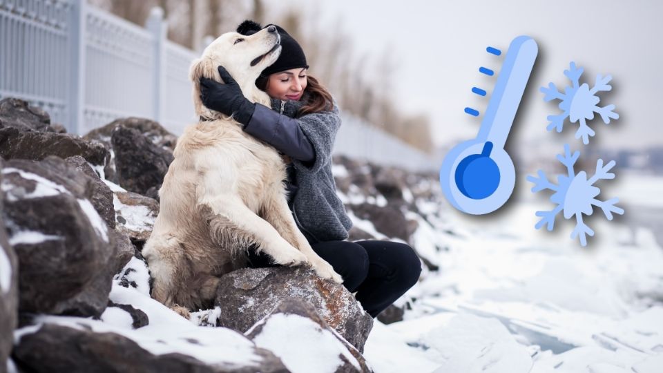 Ante el paso del frente frío 24, aquí te decimos la temperatura mínima que soportan los perros