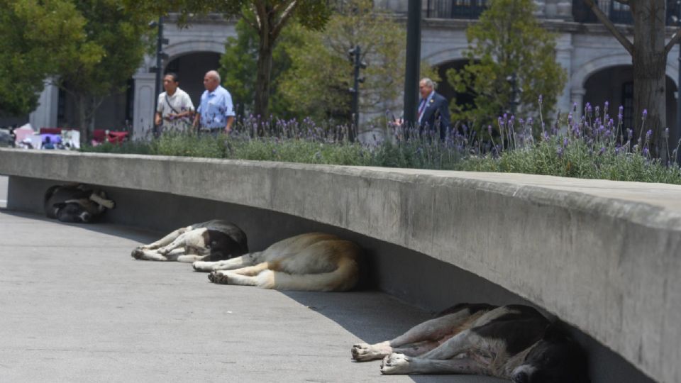 Según el INEGI, el 70 por ciento de los casi 23 millones de perros en el país viven en la calle.