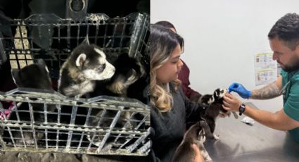 Rescatan cachorros de venta ilegal en mercado rodante de Escobedo