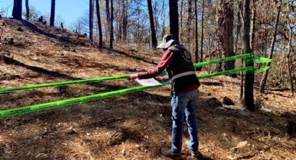 Suspende Secretaría de Medio Ambiente terreno en Santiago por tala ilegal de árboles