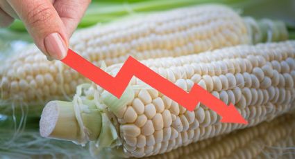 ¿México perderá autosuficiencia en maíz blanco en 2025? Este es el panorama