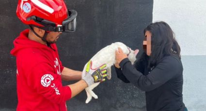 Rescatan a gatito atrapado en un árbol en Monterrey