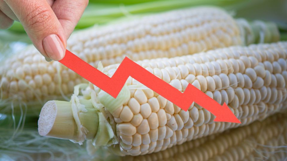 Maíz transgénico no se cultivará en México, asegura titular de la Sader.