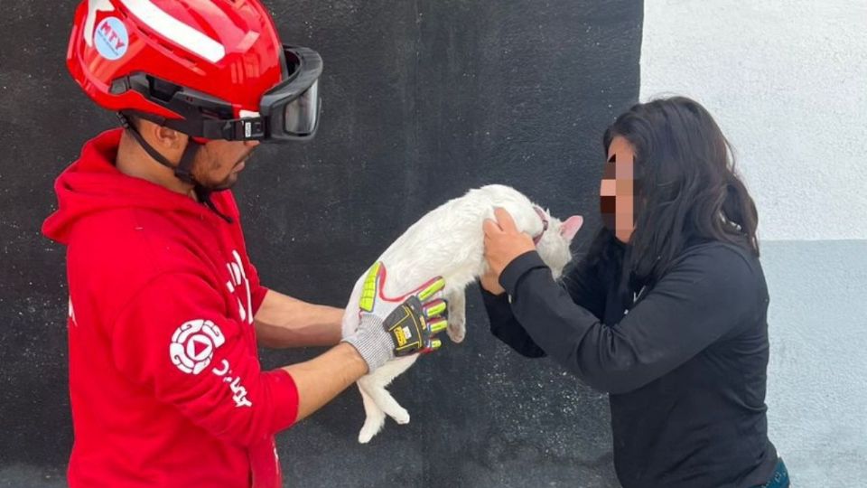 Elementos de Protección Civil de Monterrey durante el rescate del gatito atrapado en un árbol en la colonia Barrio del Prado.