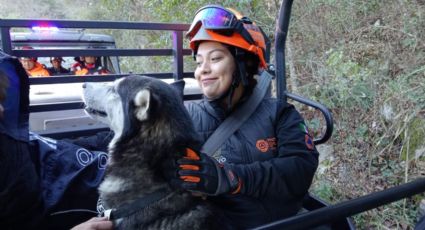 Perrito husky es rescatado en el Cerro de la Silla; se extravió en Año Nuevo