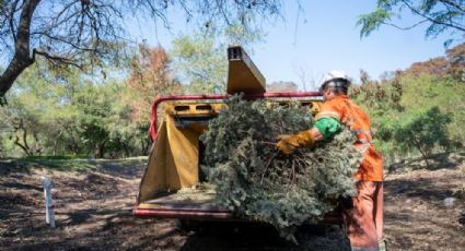 ¡No tires tu pino navideño! Estos son los centros de acopio en Monterrey y Escobedo