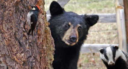 5 animales nativos de Nuevo León que están en peligro de extinción