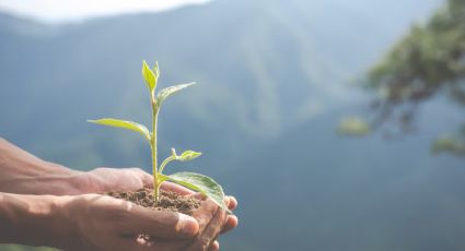 Profepa fortalece mecanismos digitales de revisión ambiental