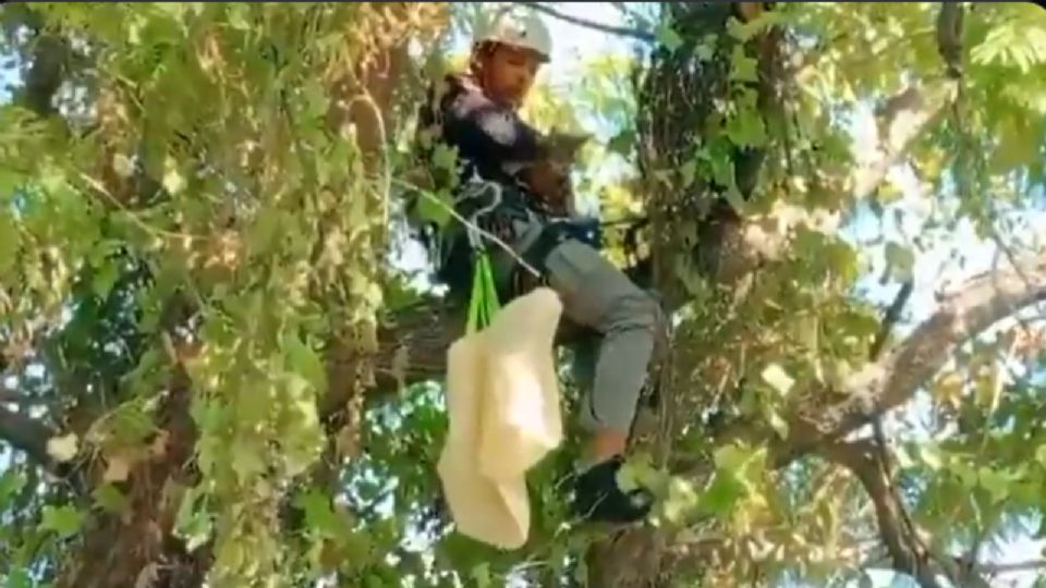 Elementos de Protección Civil Nuevo León realizaron las maniobras necesarias para el rescate del felino.