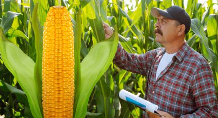 ‘México está lejos de alcanzar la autosuficiencia alimentaria’; afirma economista