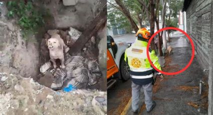 Perro es rescatado de un pozo en Monterrey