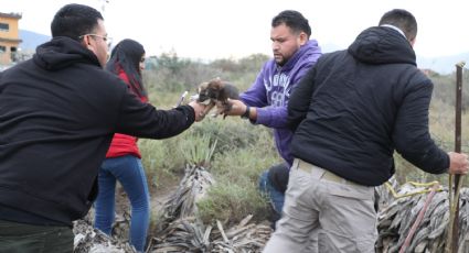 Escobedo salva a 24 perros del frío y lanza llamado a adopciones