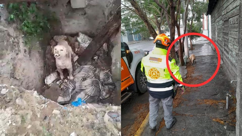 Rescatistas de Protección Civil del Estado durante la operación de rescate del perro atrapado en un pozo en Monterrey.