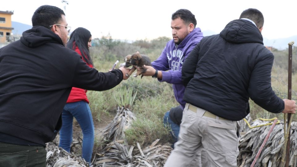 Personal de Protección Animal de Escobedo rescatando a los 23 cachorros y su madre lactante.