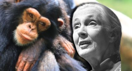 Muere Jane Goodall a los 91 años: La etóloga amante de los chimpancés y que revolucionó la ciencia