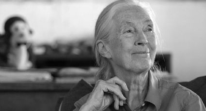 ¿Quién era Jane Goodall, la etóloga amante de los chimpancés que falleció a los 91 años?