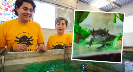 La UANL protege al ajolote endémico de Nuevo León