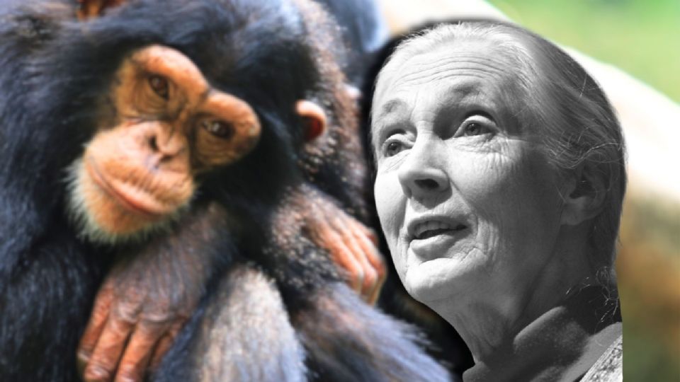 Goodall: 'Lo que hace terrible al ser humano es que planifique cómo destruir al enemigo'.
