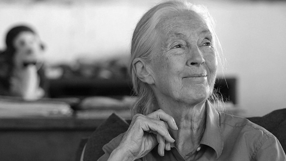 Jane Goodall, etóloga amante de los chimpancés que revolucionó la etología
