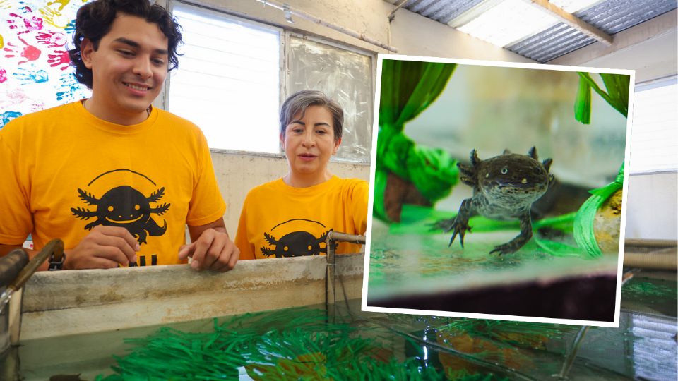 Investigadores de la UANL trabajan en la protección del ajolote endémico de Nuevo León mediante técnicas de ADN ambiental.