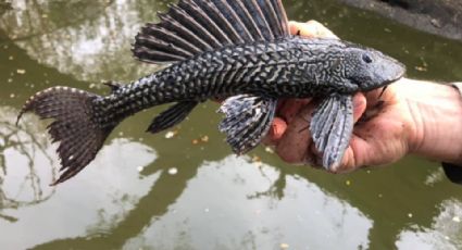 Porqué es peligrosa la aparición del Pez Diablo en La Presa La Boca