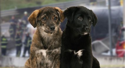 Cereza y Cerecito ya fueron adoptados: ¿cuál es su estado de salud tras explosión de pipa en Iztapalapa?