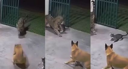 El video viral del ataque de un gato a un jaguar que nunca ocurrió