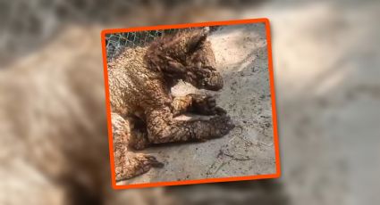 VIDEO | Osa Mina sigue en estado crítico; así va su salud tras rescate de Invictus